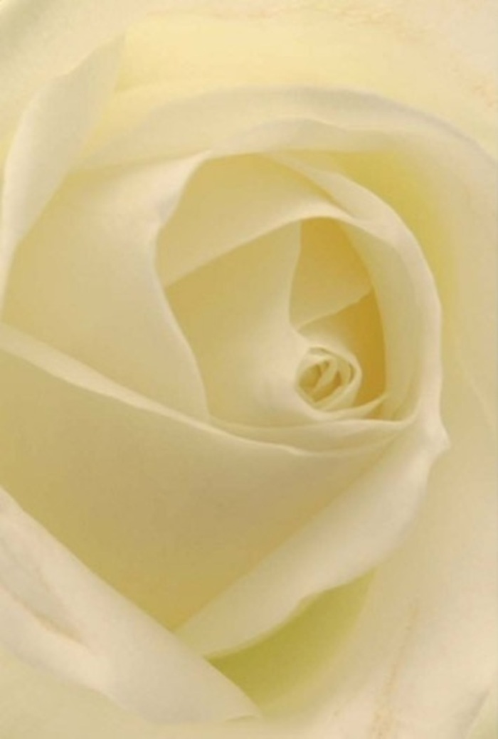 Gazing deeply into this meticulously arranged Belmont white rose, one cannot help but appreciate the artistry in every creamy, luminous petal. The bouquet's heart unfurls with symmetrical grace; each layer feels like a testament to quiet sophistication, their matte yet creamy surfaces catching the soft illumination typical of a gentle Belmont afternoon. Subtle shadows trace the gentle inward spiral, lending hypnotic depth, while the flawless arrangement of outer petals reveals both fragility and quiet assurance. This sensory tableau evokes a mood of contemplation, reminiscent of peaceful pauses along Belmont's tranquil lanes or the soft hush of a morning in Jubilee Park. Crafted by devoted Belmont florists, the rose is perfect for occasions imbued with deep emotion-an elegant centrepiece for a wedding, a meaningful gesture of sympathy, or a tender apology. Inhaling its imagined fragrance-a clean, subtle sweetness-you sense the unwavering craftsmanship and empathy woven into each detail. The interplay of ivory, cream, and near-translucent whites enhances its purity and timeless elegance, ensuring this bloom communicates dignity, hope, and heartfelt sentiment for every occasion celebrated through Belmont Flowers.